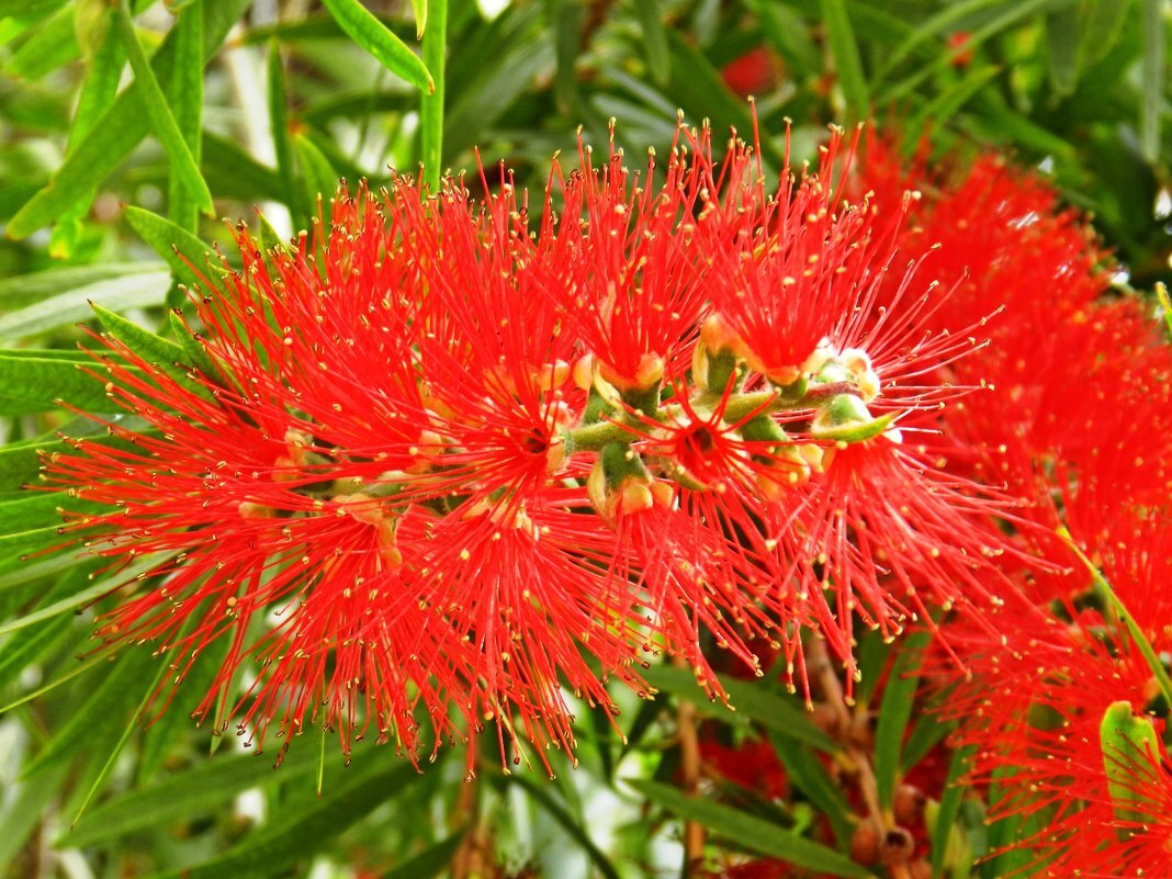 Каллистемон лимонный-растение "бенгальские огоньки " или "яркий ёршик ...