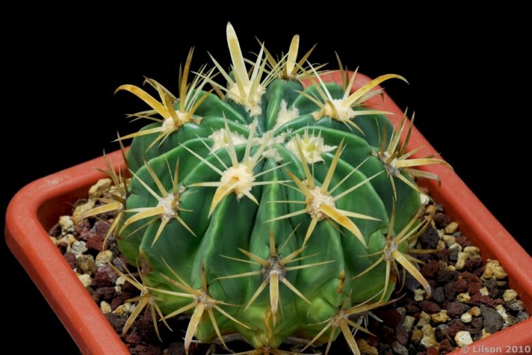 Чертов язык. Ferocactus latispinus. Ферокактус латиспинус.