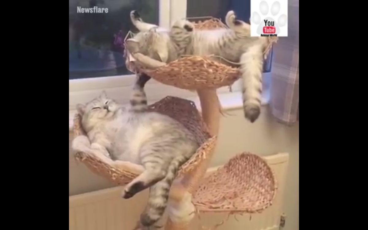 Кадр видео youtube.com/animal world