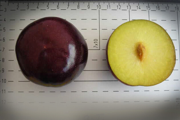 Это знаменитая гигантская безкосточковая слива