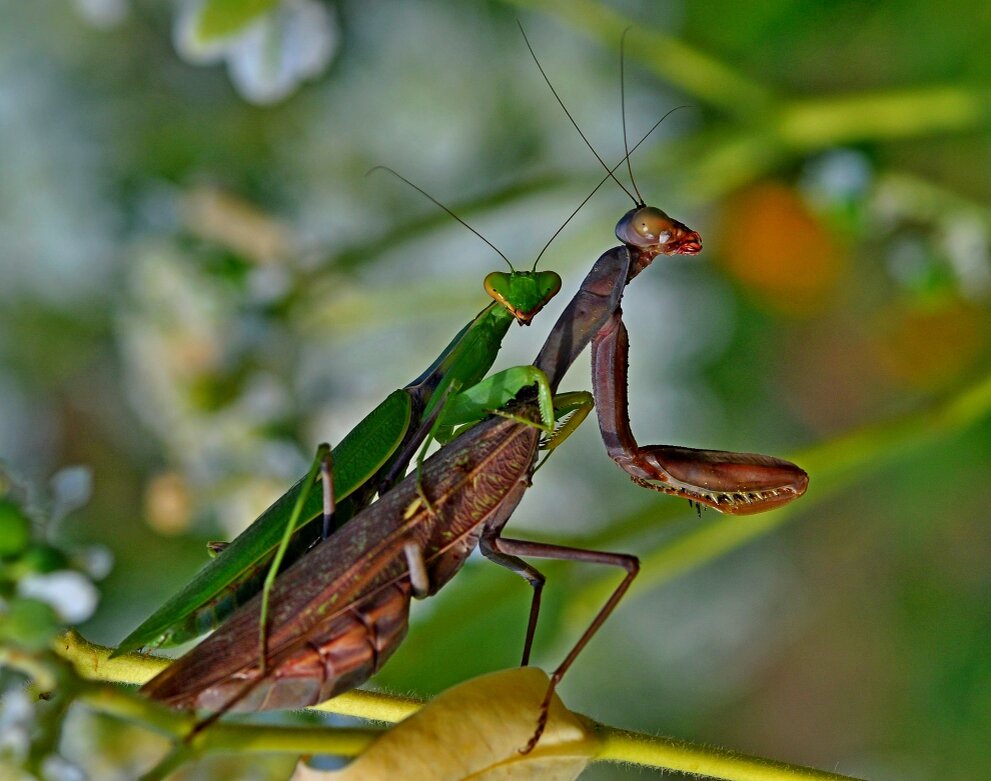 Самка богомола насекомое. Ischnomantis Gigas богомол. Закавказский богомол.