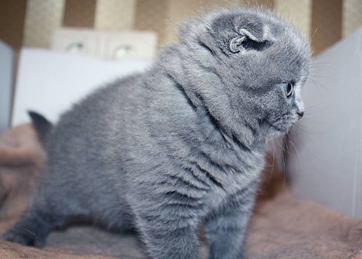 шотландский вислоухий котенок 1 месяц картинки