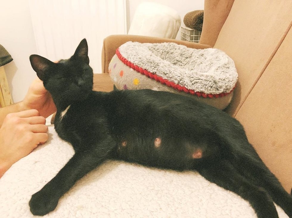 Фото: @familieswithwhiskers