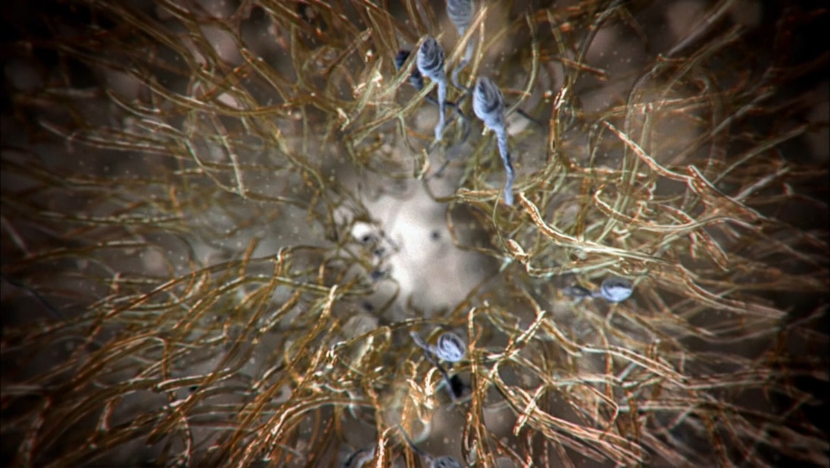 Во время эякуляции мужчина производит почти 250 миллионов сперматозоидов. К слову, это население Великобритании, Франции, Германии и Испании. Если время не подходящее, то они все погибают так как большую часть месяца вход в матку закрыт слизью, но раз в месяц у одного из них есть шанс отличиться.