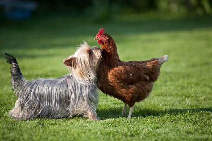 Фото с ресурса Яндекс.картинки