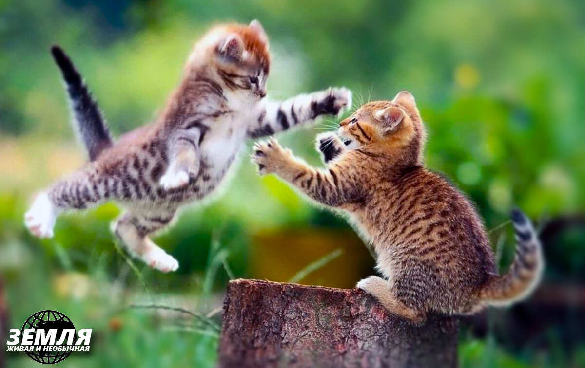 Это еще только игра - подготовка к взрослой жизни.