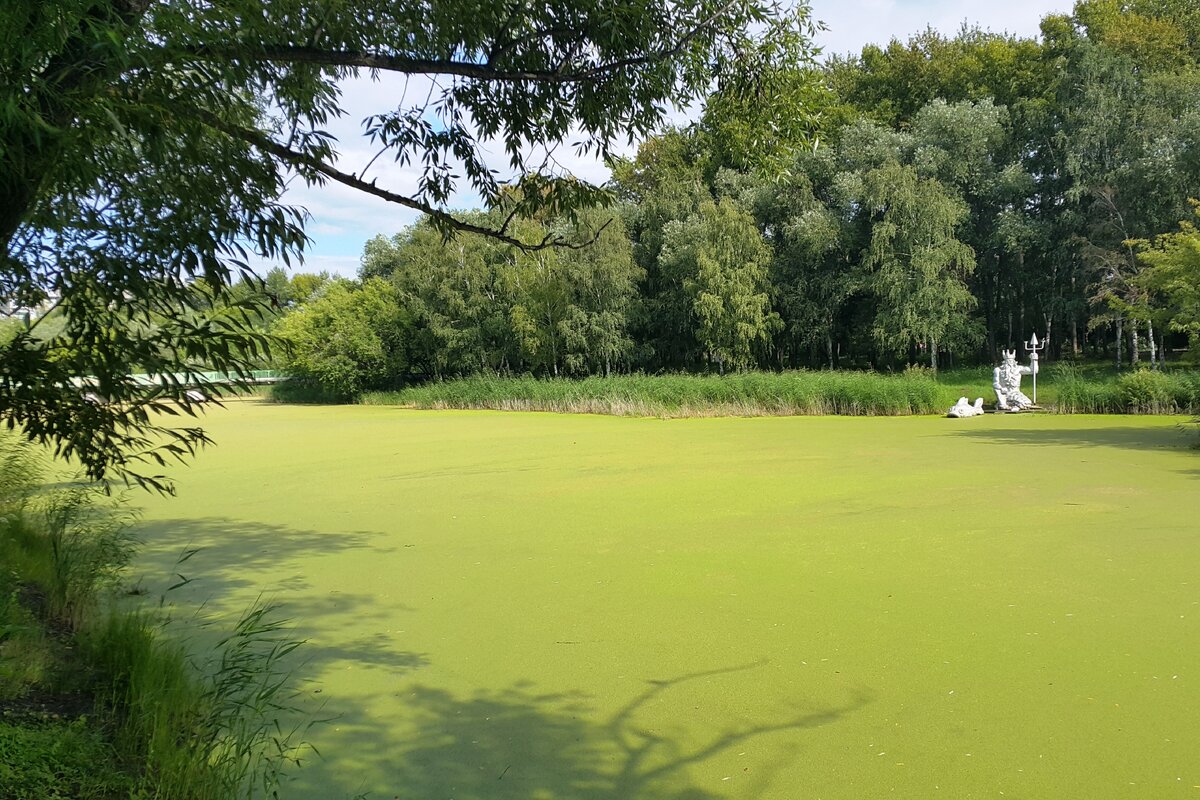 Когда-то, видимо у причала для лодок, была поставлена скульптура Нептуна с рыбой, теперь к ней даже тяжело подойти.