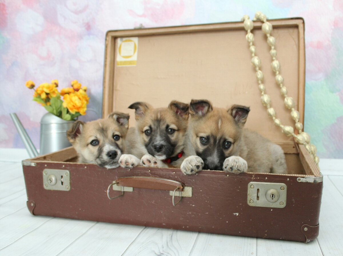 Отдаются взрослым людям без материальных и жилищных проблем по договору ответственного содержания с ненавязчивым отслеживанием судьбы (фото приветы из дома). Помощь в льготной ветеринарной помощи.