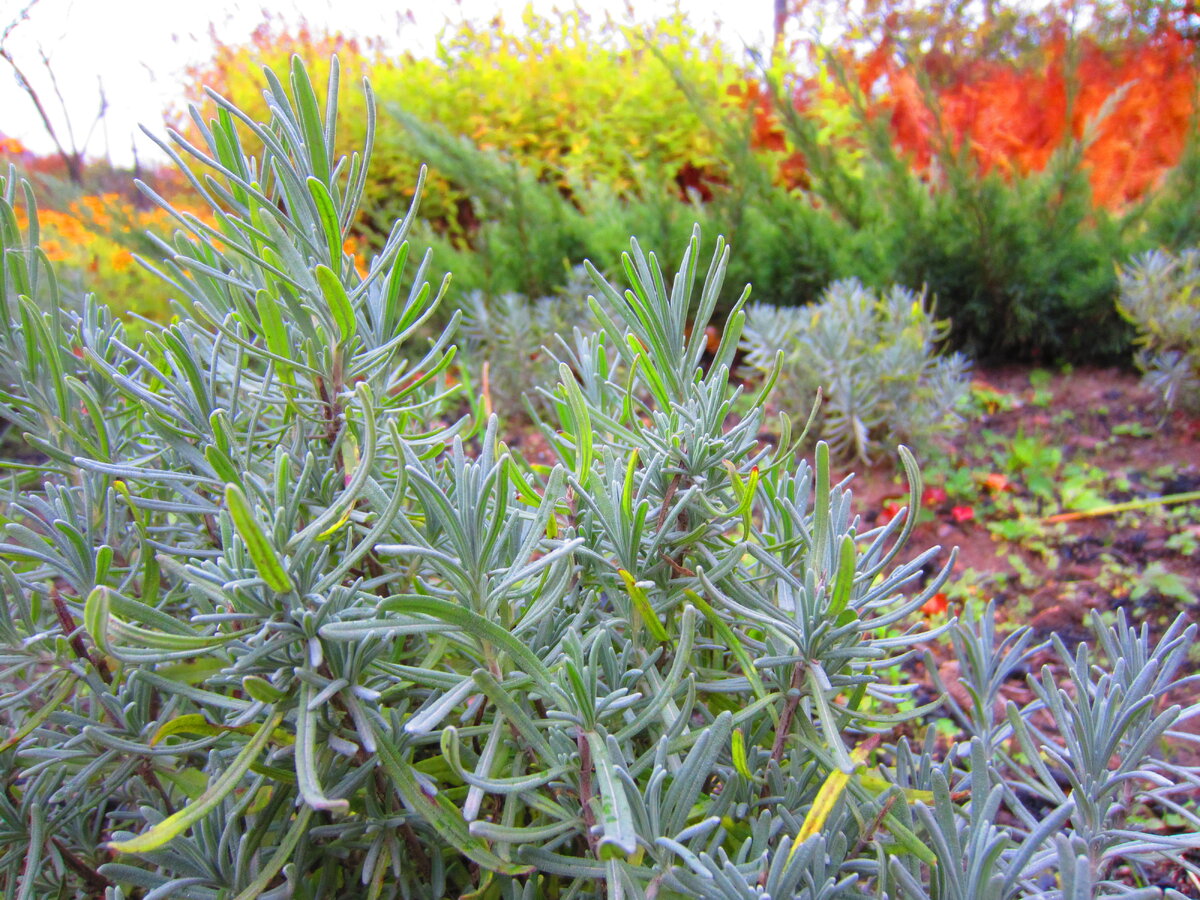 Лаванда осенью после обрезки