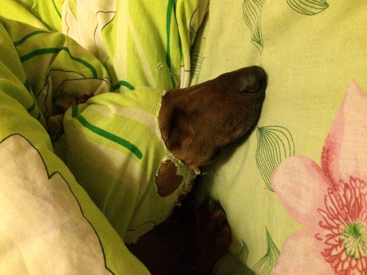 "Зачастую сам хозяин и виноват в этой привычке, поскольку в нужный момент не уделил внимание вопросу и не пояснил животному, что правильно, а что нет"