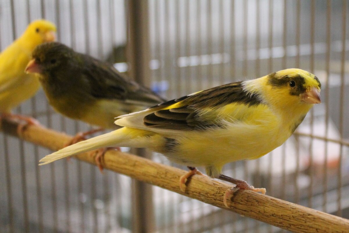 Источник фото: http://catfactsblog.info