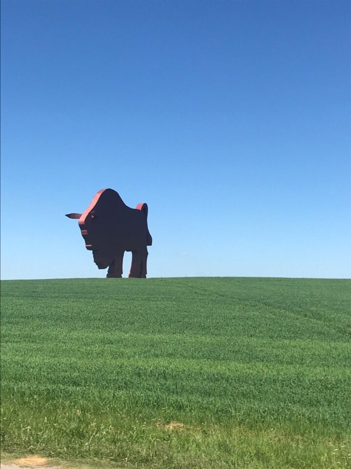 Кстати, в России многие поля заросли борщевиком. В Беларуси он нам ни разу не встретился 