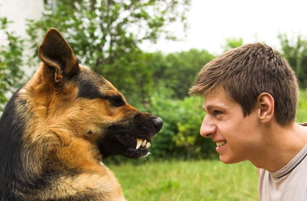 Собаки гавкают – это нормально и удивляться выражению эмоций голосом неразумно. У некоторых собак лай становится неуместным инструментом влияния. Собака может гавкать на владельца или чужих людей.-2