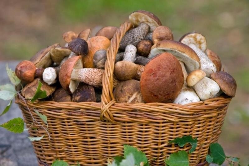 корзина с грибами. фото из интернета 