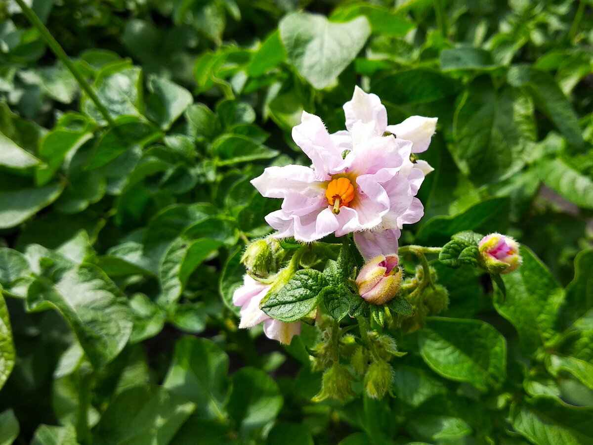 Так цветет мой розовый картофель.