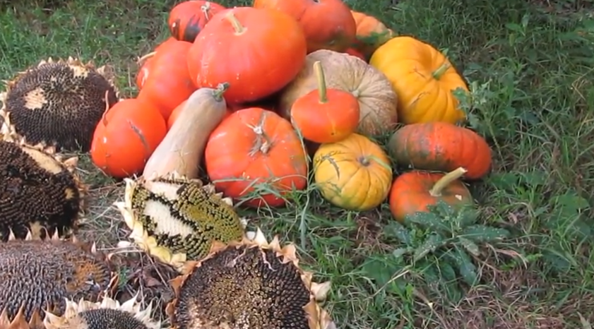 Мой урожай тыквы на зиму. 