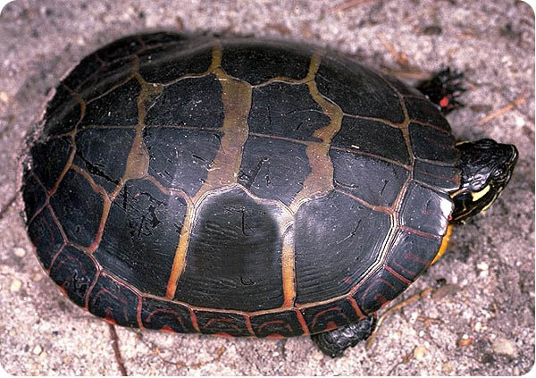 прудовая черепаха ривза. азиатская болотная черепаха. красноухая черепаха панцирь 20см. рахит у черепах красноухих. болотная черепаха панцирь.