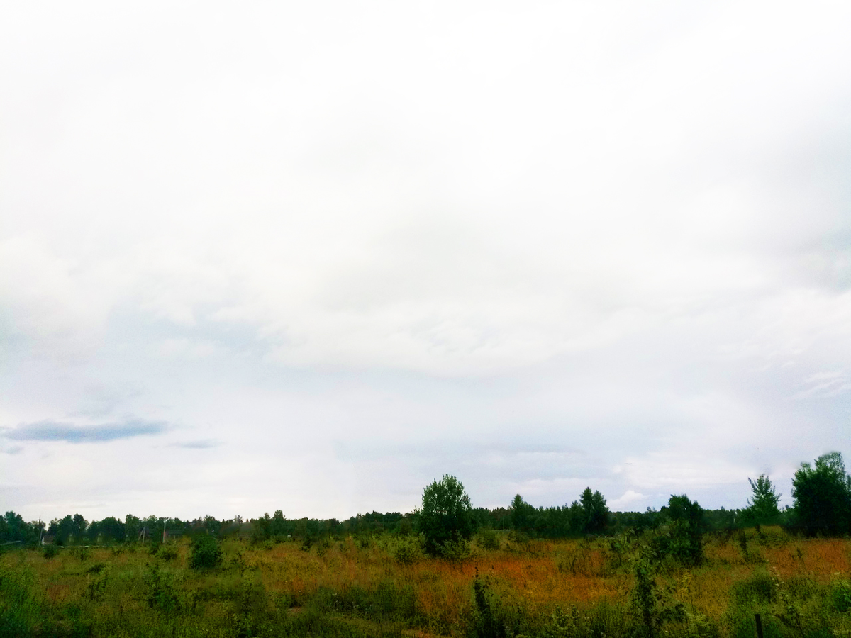 Прекрасное поле около моего участка. Природа радует!
