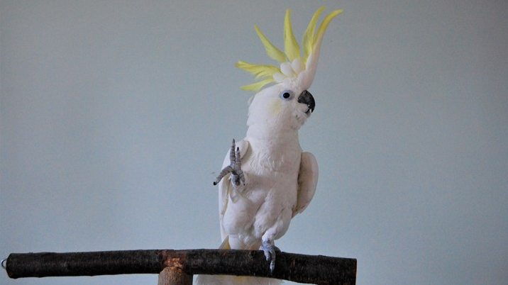 Почему попугаи - единственные животные, которые танцуют