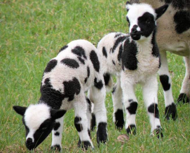 Примерно такие вот животные получались у патриарха Иакова - и рождались они от родителей без пятен. Как?
