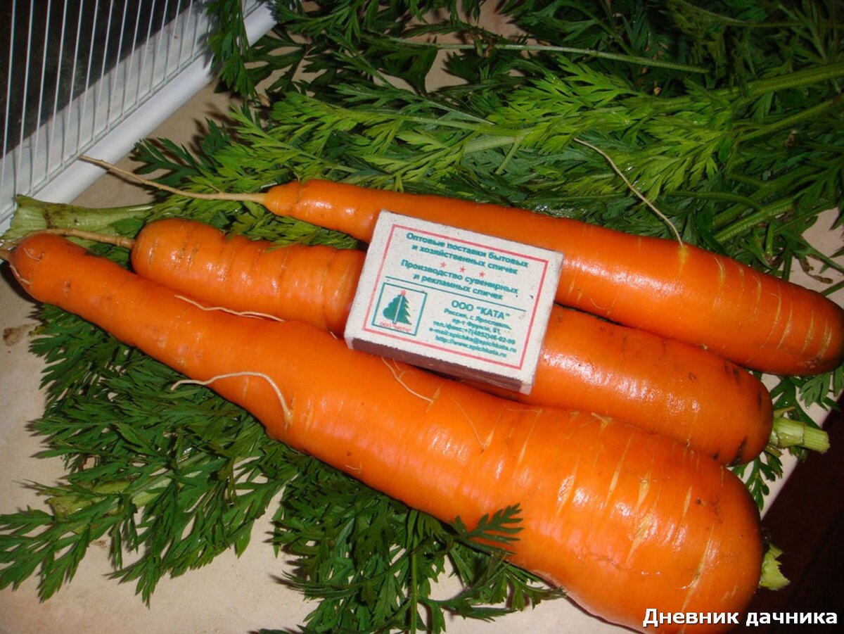 Лучшие сорта моркови для средней полосы