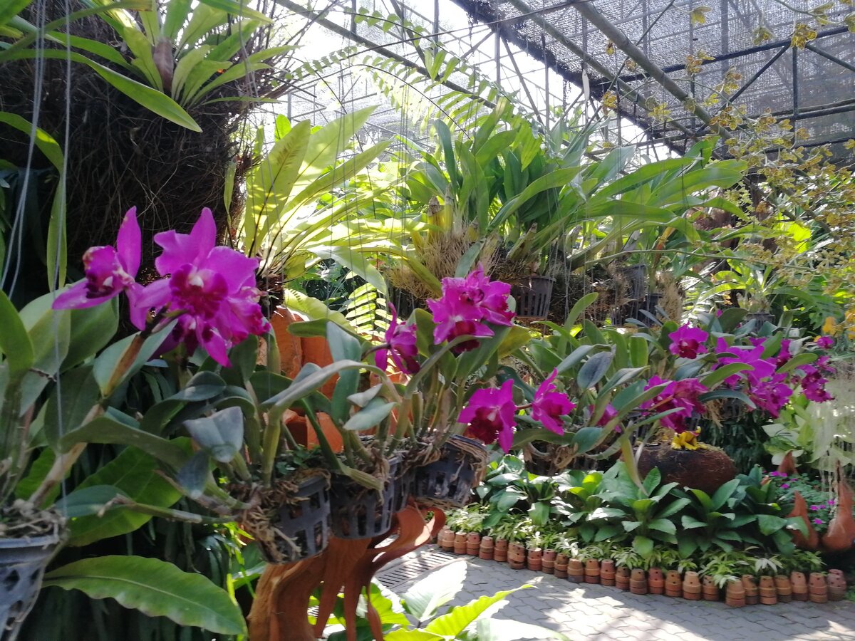 Сад орхидей мадам Нонг Нуч