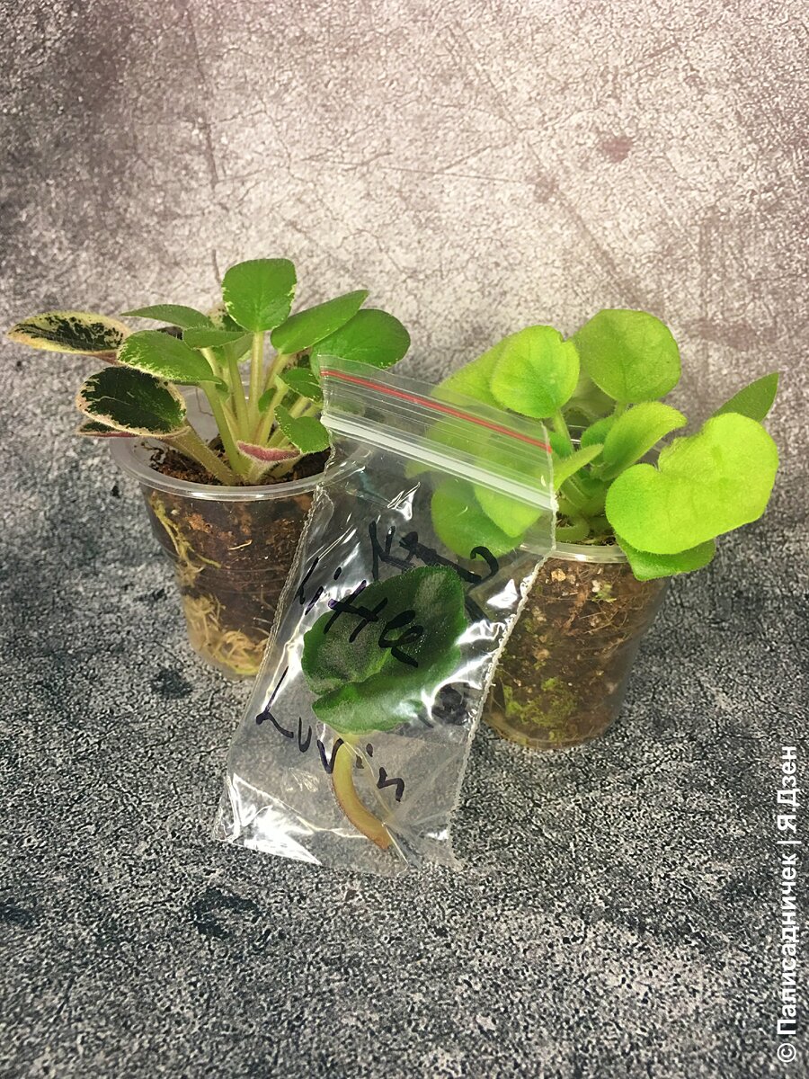 На фото слева детка миниатюрного сорта Sassy Night (H. Pittman), по центру — листочек миниатюрного трейлерного сорта Little Luvin (S.Sorano), ну а справа — детка миниатюрного сорта СК-Яблоневый Сад (А. Кузнецов)