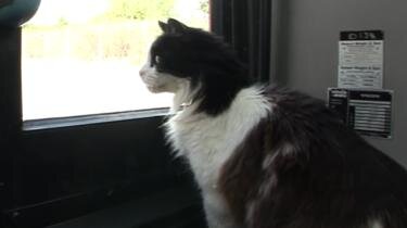 Каспер любил кататься по маршруту автобуса №3