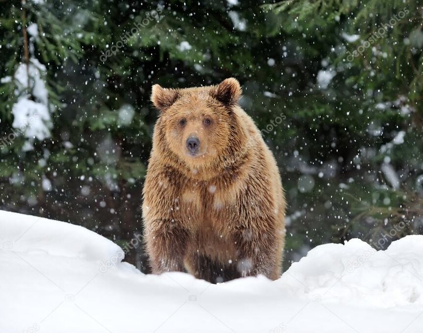 Открытый источник:Яндекс. Картинки