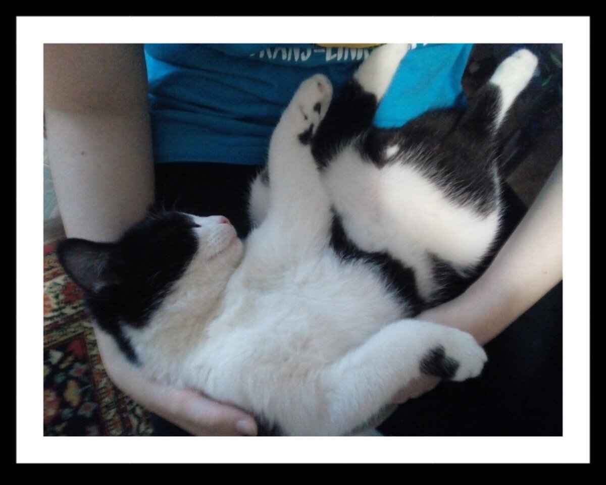 Фото Насти Кр.  Кот отдыхает.