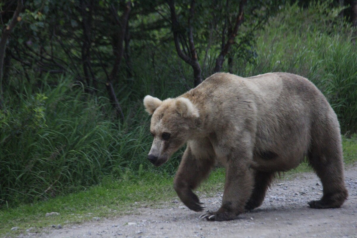 Медведь на Аляске