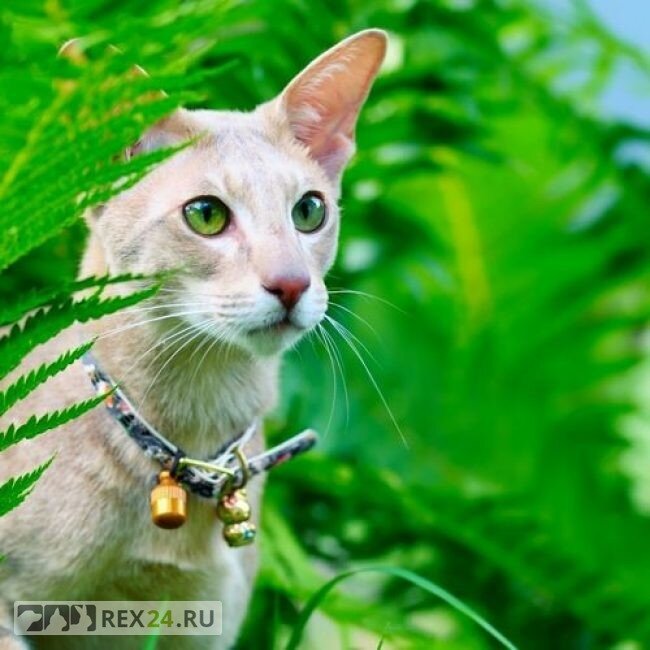 Те самые коты-грузины, фото: kot-pes.com