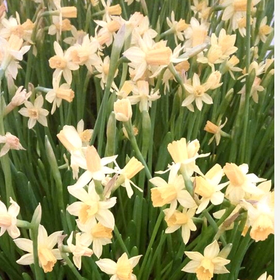 Цветы на выставке Сальвадора Дали в Москве