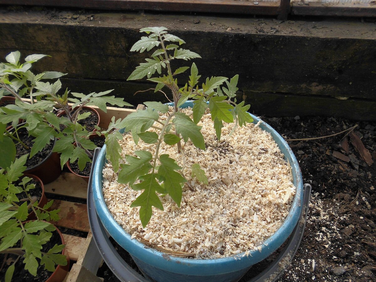 У нас рассада выглядит так.