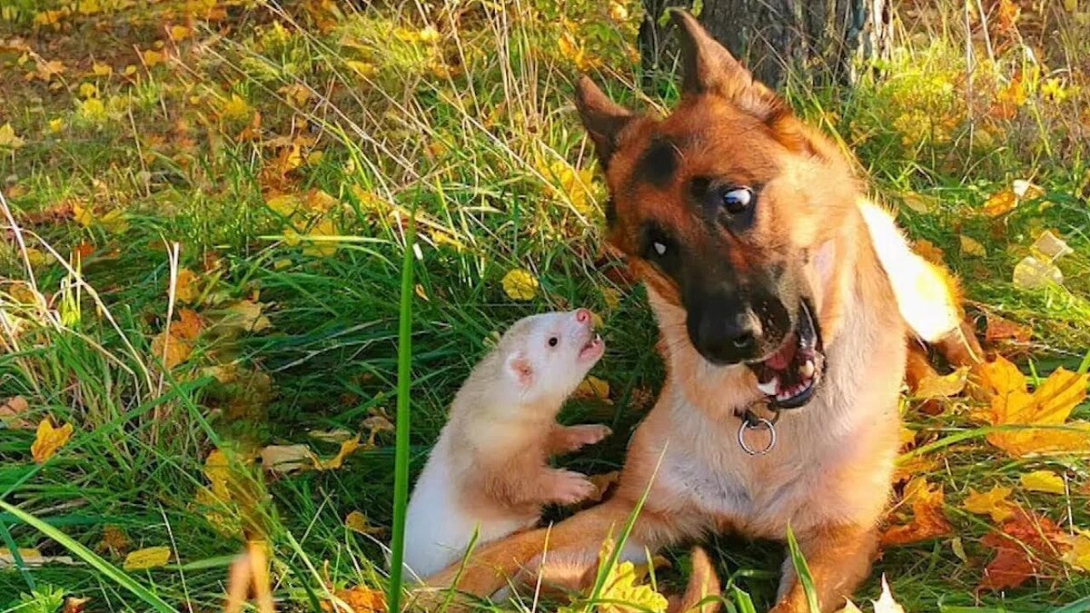 Жизнь немецкой овчарки по кличке Кира насыщена событиями, ведь её соседями по дому являются три кошки и два хорька.