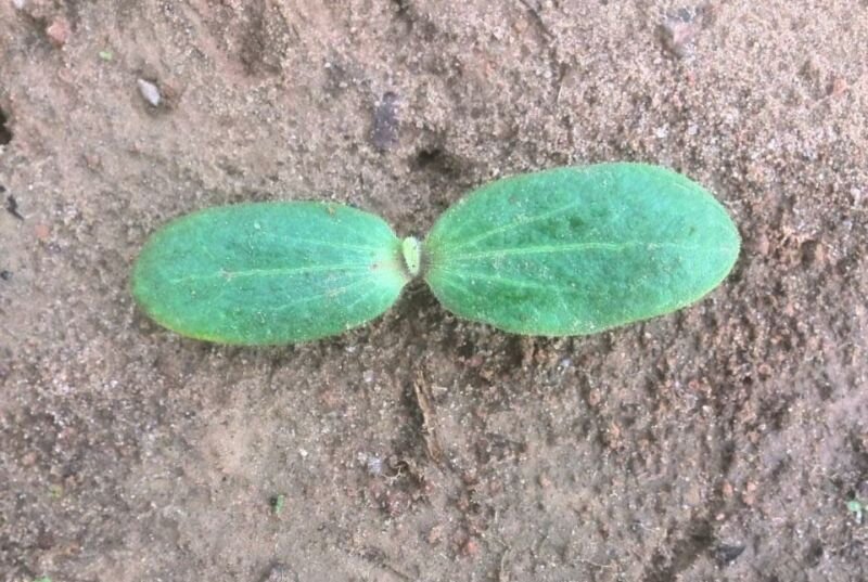 Появились первые всходы кабачков.