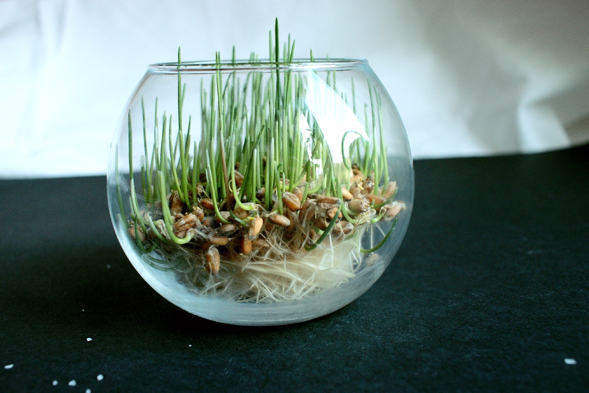 Эту фотографию я сделала несколько дней назад, сейчас зелень выше и гуще