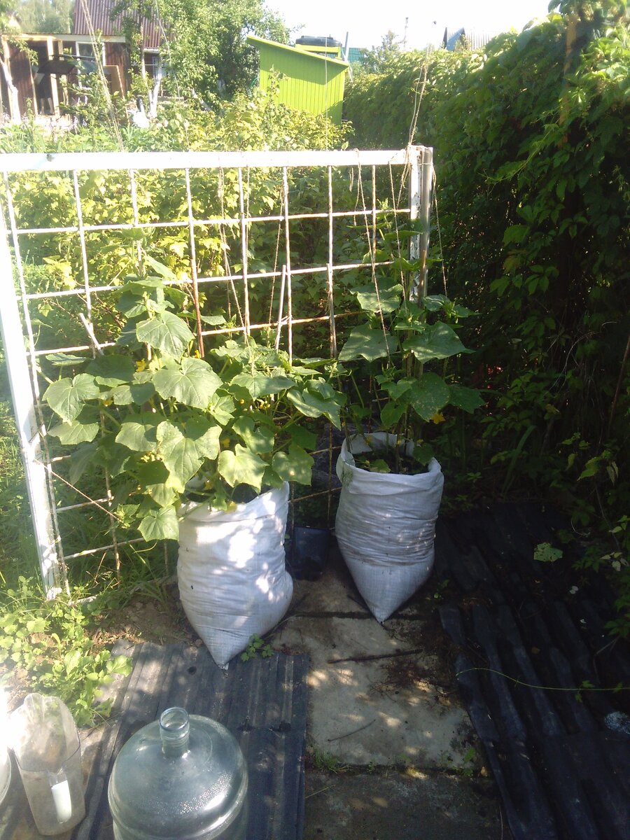 Огурцы, огурцы в мешках