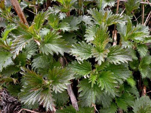 Крапива перед сбором (листья ее не полностью развернулись)