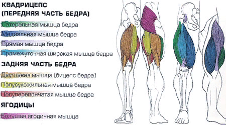 При упражнении толчок задействуются практически все эти мышцы.