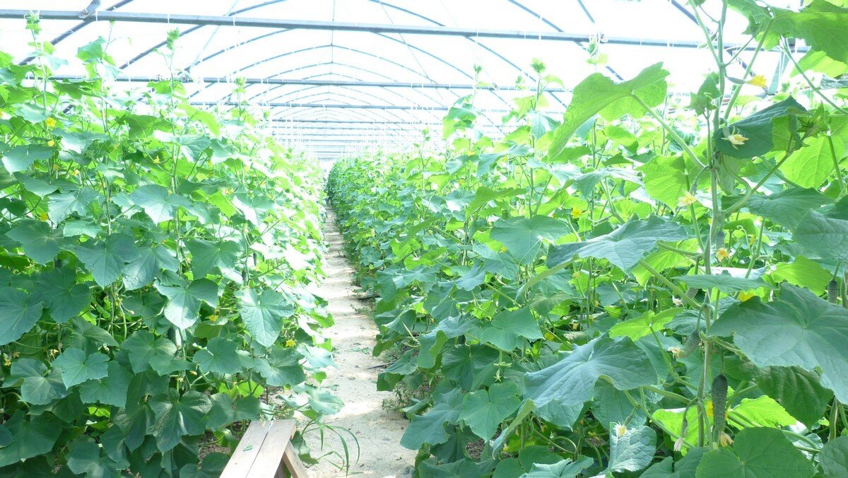 Теплица с огурцами в хозяйстве Елены Тупиковой