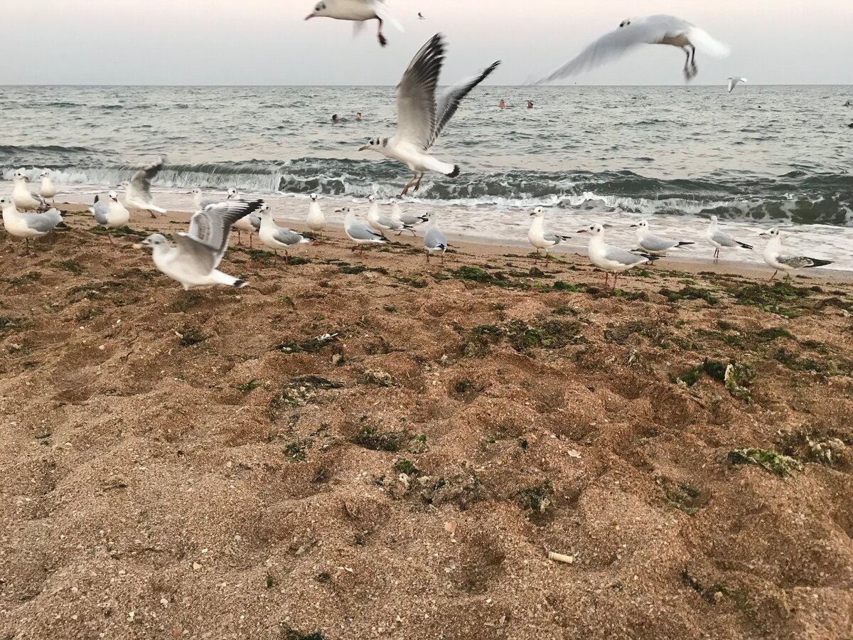 Пляж в Крыму после шторма