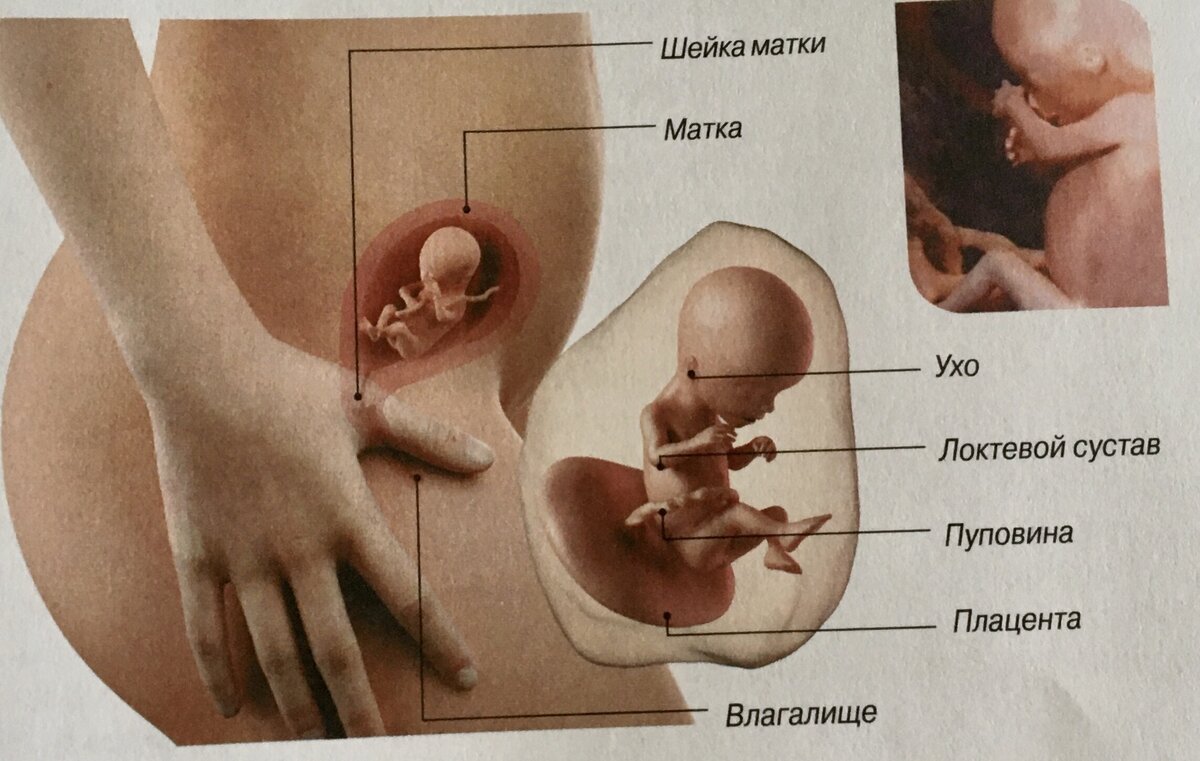 17 неделя беременности от зачатия: УЗИ плода, фото живота, что происходит с мамой и малышом