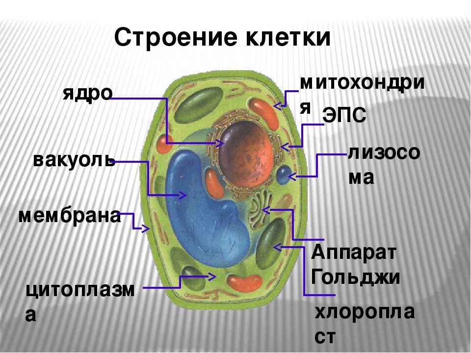 Рисунки по биологии 8 класс
