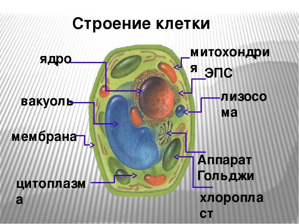 На рисунке представлена клетка