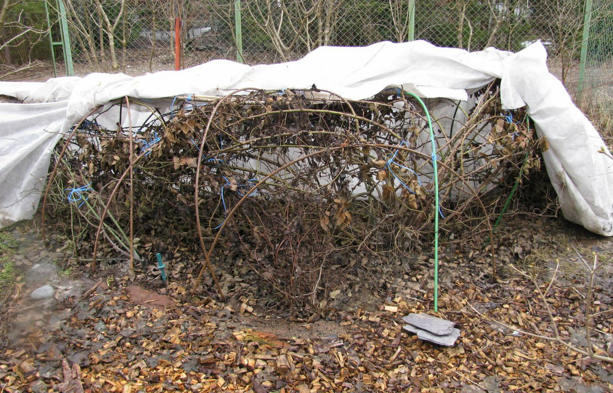 Укрытие роз (изображение из интернета)