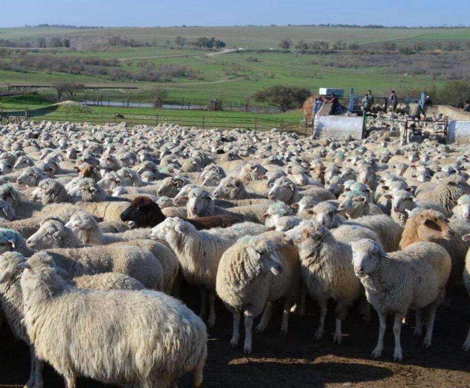 Вот такая была отара овец, только гораздо больше.