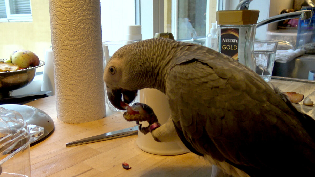 Серый попугай на кухне