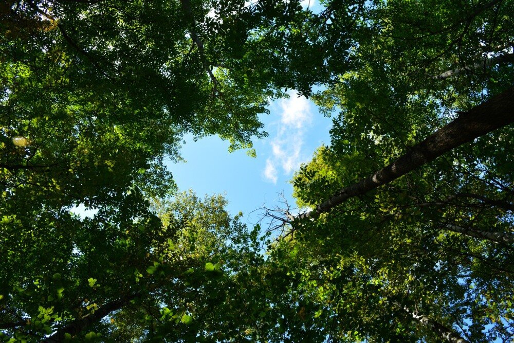 Сердце - мотор нашей жизни