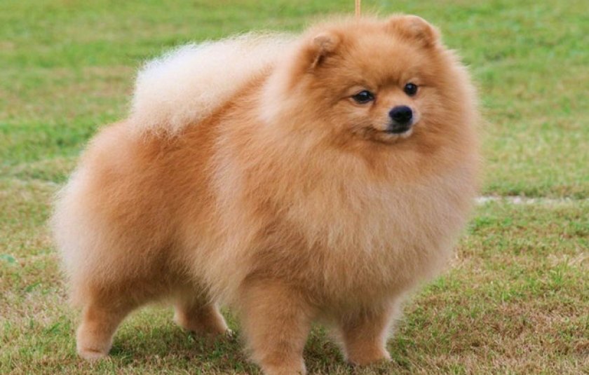 открытый источник